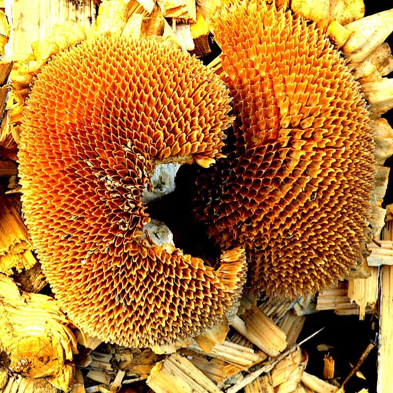 Bút vẽ khung mày